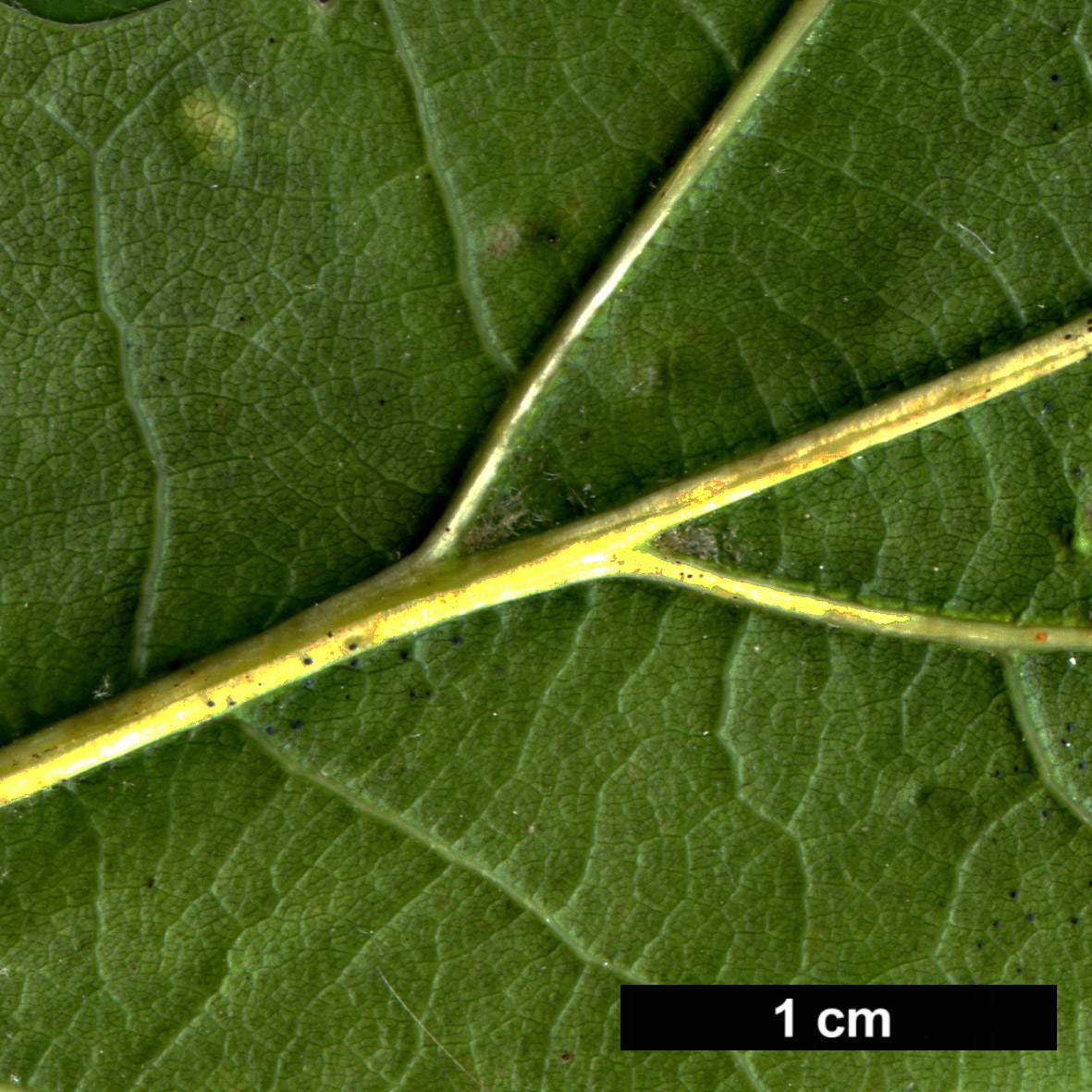 High resolution image: Family: Fagaceae - Genus: Quercus - Taxon: ×benderi (Q.coccinea × Q.rubra)